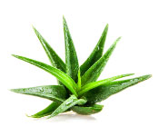 Mengandung Aloe Vera